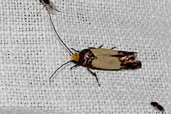 Heteroteucha dichroella