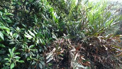 Acrostichum speciosum