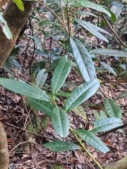 Prunus laurocerasus image