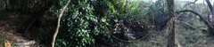 Acrostichum speciosum