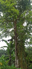 Persea americana
