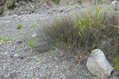 Muehlenbeckia ephedroides