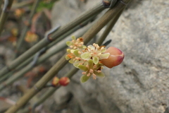 Muehlenbeckia ephedroides