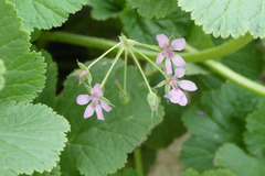 Erodium chium