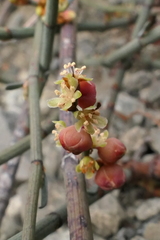 Muehlenbeckia ephedroides