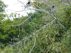 Chrysomus icterocephalus