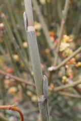 Muehlenbeckia ephedroides