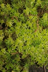 Subsecunda