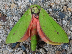 Aenetus eximia