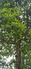 Persea americana
