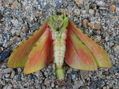 Aenetus eximia