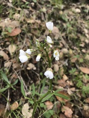Cardamine californica