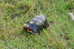 Chelonoidis carbonarius