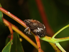 Oxyops fasciatus