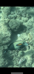 Acanthurus olivaceus