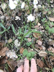Cardamine californica