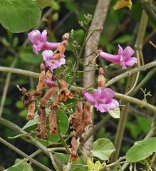 Tanaecium dichotomum