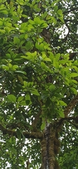 Persea americana