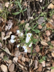 Cardamine californica