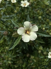 Hibiscus richardsonii