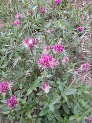 Gomphrena pulchella