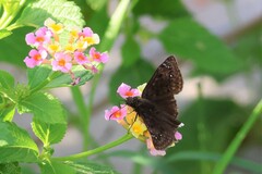 Erynnis tristis