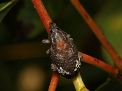 Oxyops fasciatus