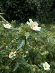 Hibiscus richardsonii