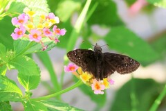 Erynnis tristis