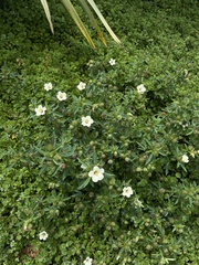 Hibiscus richardsonii