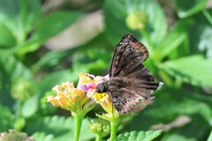 Erynnis tristis