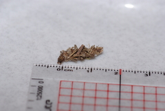 Canephora hirsuta