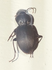 Cyclotrachelus