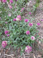 Gomphrena pulchella