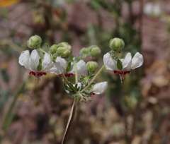 Loasa prostrata