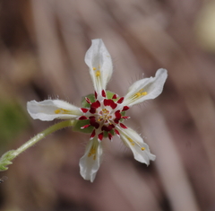 Loasa prostrata