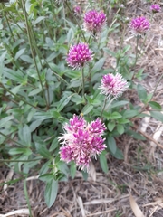 Gomphrena pulchella