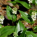Maianthemum canadense - Photo (c) Timothy Valentine, alguns direitos reservados (CC BY-NC-SA)