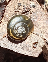 Brevisentis kaputarensis