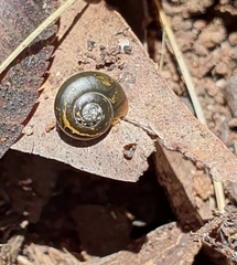 Brevisentis kaputarensis