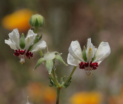 Loasa prostrata