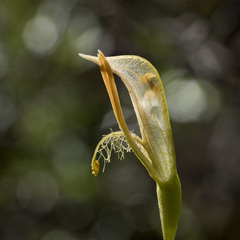 Pterostylis tasmanica