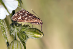 Evergestis frumentalis