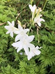 Crinum flaccidum