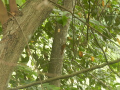 Lepidocolaptes souleyetii