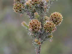 Kunzea ericifolia