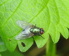 Eudasyphora cyanella