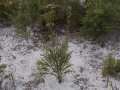 Kunzea ericifolia