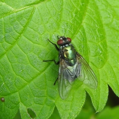 Eudasyphora cyanella