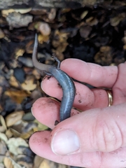 Batrachoseps pacificus